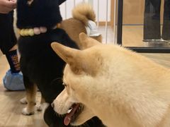 -南京Hallo宠物乐园·哈罗犬舍·柴犬繁育基地