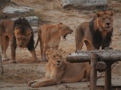 -北京野生动物园