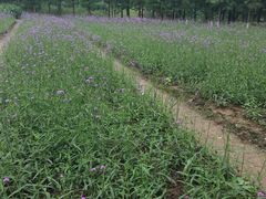 -艾溪湖湿地公园