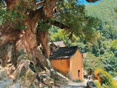 -杨家堂村