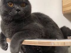 -东方名猫馆·英短金渐层布偶猫舍(环线广场1号楼店)