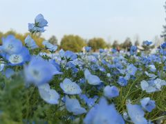 -上海辰山植物园