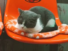 -猫咪博物馆(顶澳仔猫街店)