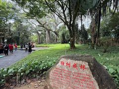 -瑞丽独树成林风景区