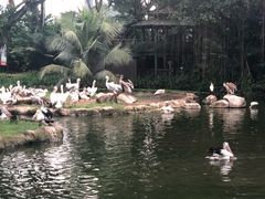 -新加坡飞禽公园
