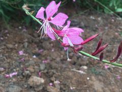 -紫荆广场·花漫里