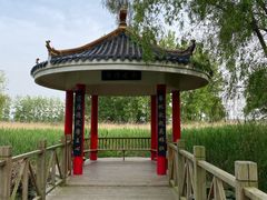 -微山湖红荷湿地景区