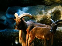 -清迈夜间动物园