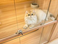 -猫十亿·布偶金渐层·曼基康矮脚猫舍(青年路店)