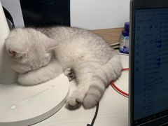 -lincat·猫舍(广州店)