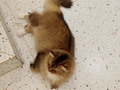 -猫域·湾主题猫咖·宠物吧(南坪城市广场店)