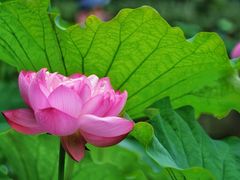 -陈家山荷花公园