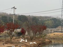 -佛手湖郊野公园