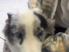 -嘉馨宠物医院·CT影像转诊·心脏科·犬猫全科诊疗中心(下沙大学城院区)