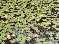 -东莞植物园