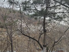 -妙峰山风景名胜区