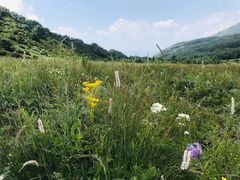 -白草畔自然风景区