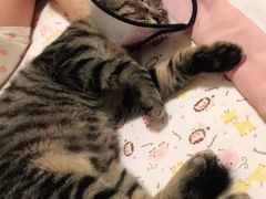 -宠颐生宠物医院·心肾内科·猫专科诊疗中心宠巢店