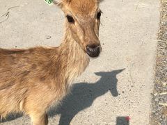 -鹿境梅花鹿生态园区