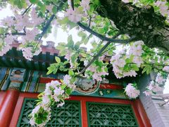 -元大都城垣遗址公园