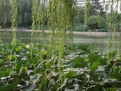 -团结湖公园