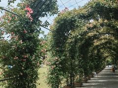 -广富林郊野公园