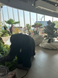 -IMON·HANSA潮玩玩偶毛绒玩具(通州万象汇店)