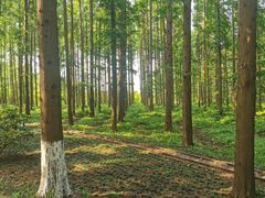 -黄海国家森林公园