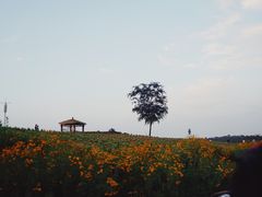 -大塘金香草谷