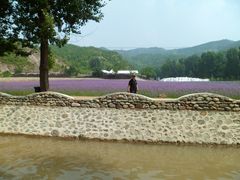-紫海香堤香草艺术庄园