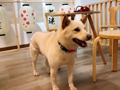 -柴迷FANS CLUB·柴犬狗咖·猫咖