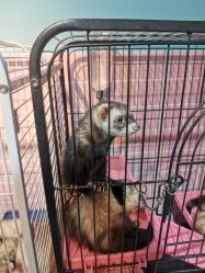 -Moni星球萌宠·小马宝莉·灵蛇·高端高阶全萌宠互动体验俱乐部(红豆国际广场店)
