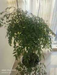 -HEYAN荷妍专业脱毛连锁机构