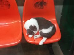 -猫咪博物馆(顶澳仔猫街店)