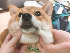 -逗柴咖啡屋·狗咖猫咖宠物桌游