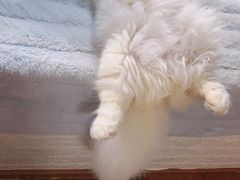 -Awfully Chocolate(嘉里城店)