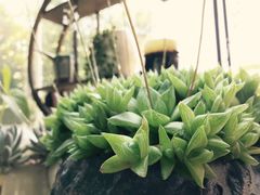 -漫渡庄绿岛花园•隐世庭园菜(滨湖店)