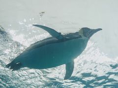 -珠海长隆海洋王国