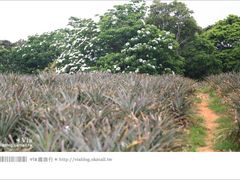 -微热山丘(台北民生公园门市店)