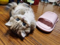-柚子猫舍·精品猫舍购猫·猫咪认养·购宠·宠物店