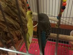 -Tubestation站点比萨(新世界大望路店)