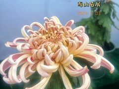-南山植物园