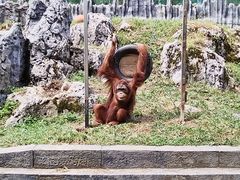 -贵州森林野生动物园