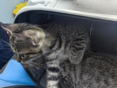 -纳吉亚猫专科动物诊疗中心(蒋宅口分院)