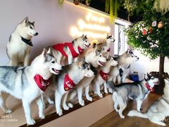 -Husky Go! 哈士奇体验馆·宠物咖啡厅狗咖