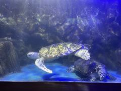 -太平洋海底世界