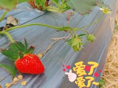 -前小桔亲子创意农场·草莓采摘·露营烧烤