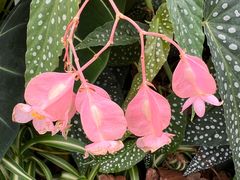 -上海鲜花港