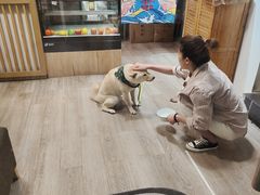 -柴迷FANS CLUB·柴犬狗咖·猫咖