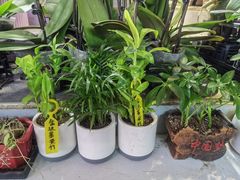 -花鸟鱼虫鲜花绿植市场(玉泉路店)